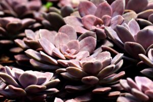 高吸収セラミドサプリの効果には科学的根拠があるのか？