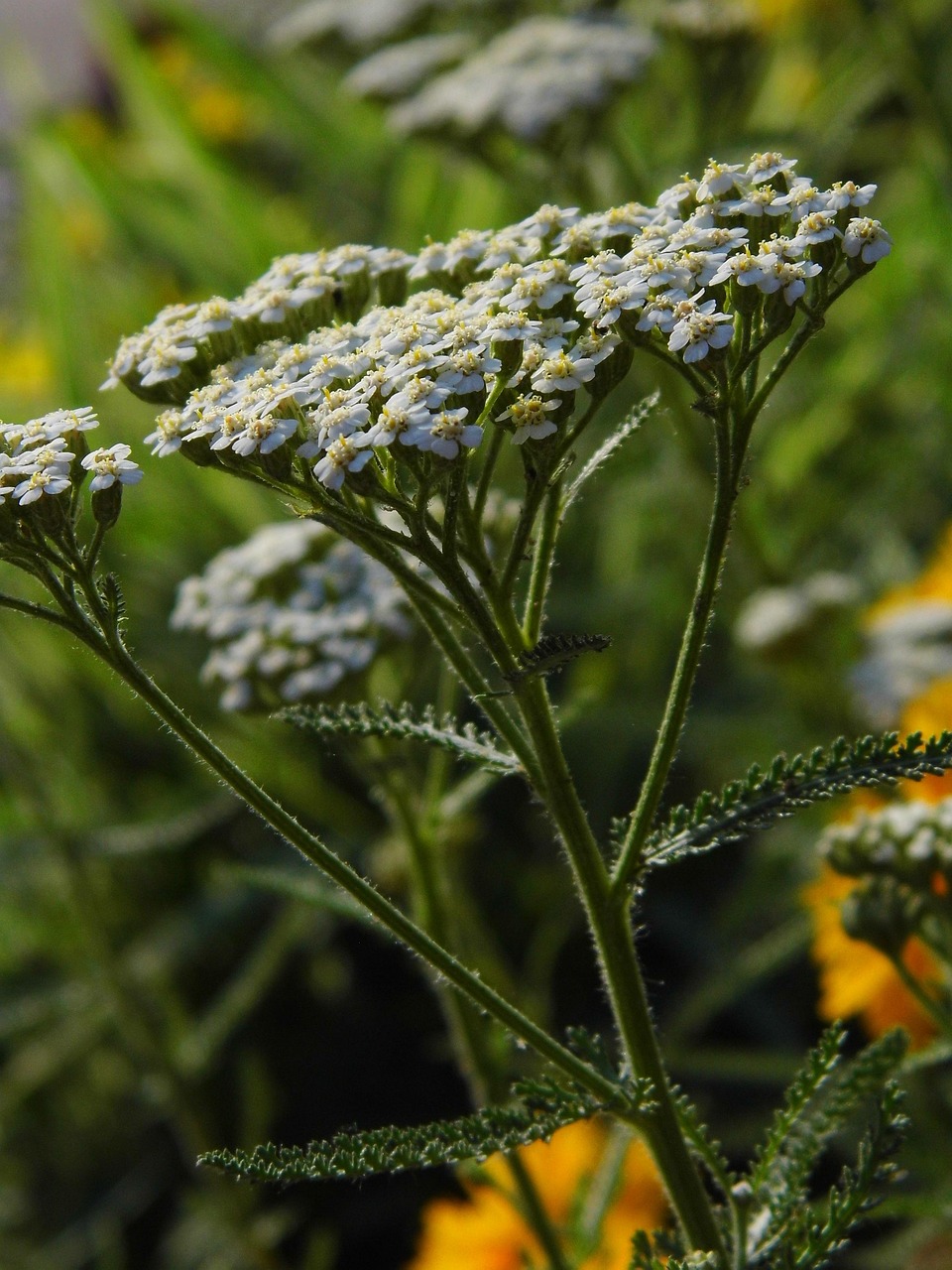 セラミドサプリのランキングで安い商品はどれがおすすめ？