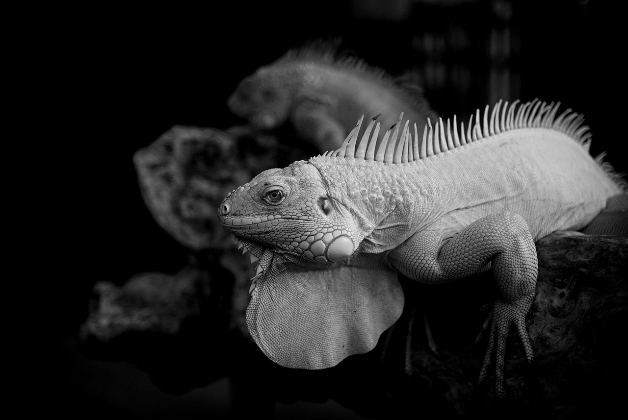 セラミドサプリのランキングを比較しておすすめを見つけるには？