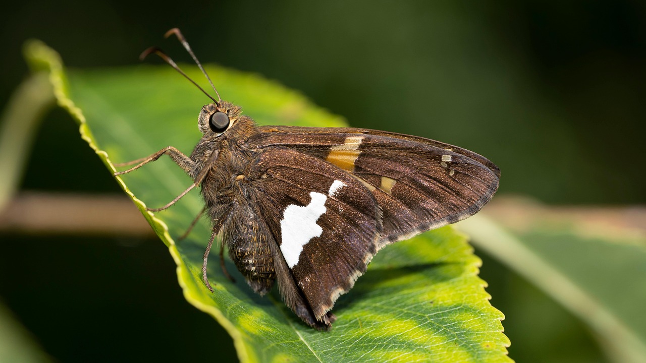 高吸収セラミドサプリの効果ありとはどういうことですか？