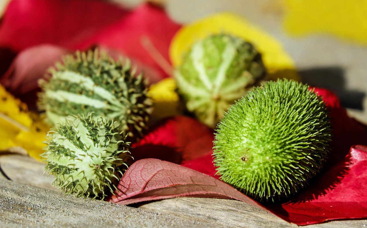 アトピーに効果あるセラミドサプリの真実とは？