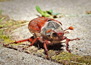 アトピーに効果的なセラミドサプリで注意する成分は？
