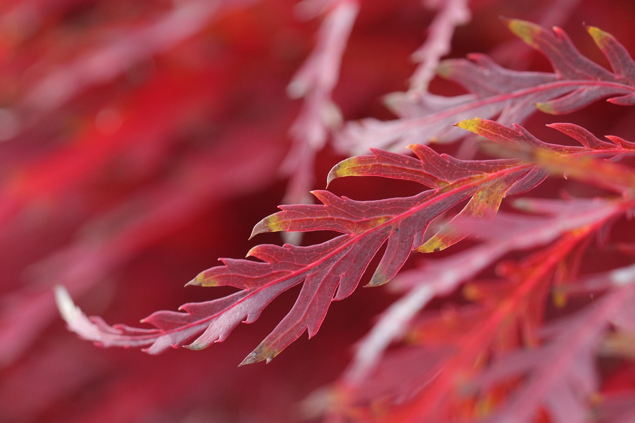 インナードライ肌に最適なセラミドサプリは市販と通販どちらが良い？