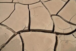 乾燥肌に効果的な植物性セラミドサプリの特徴とは？