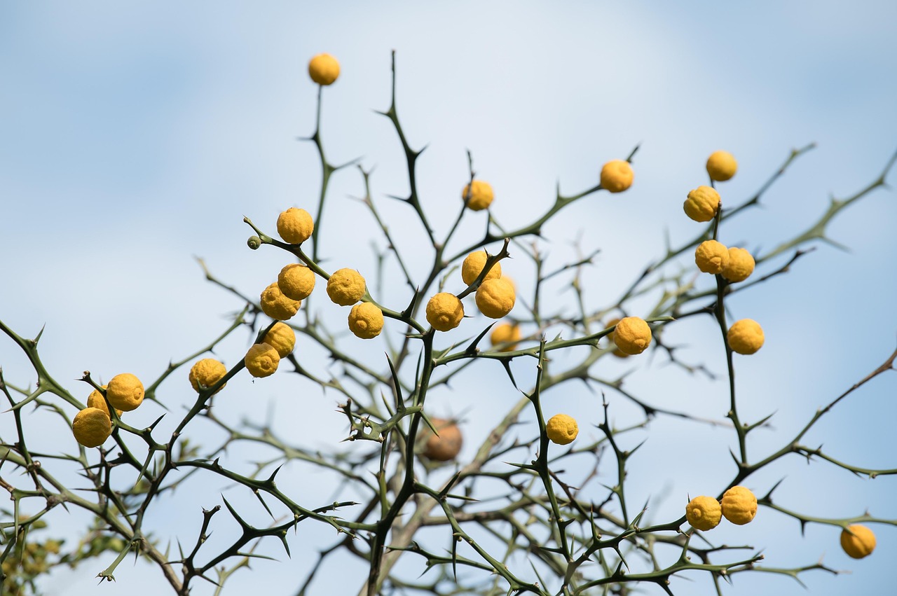 乾燥肌に悩むあなたに知ってほしい高吸収セラミドサプリとの違いは？