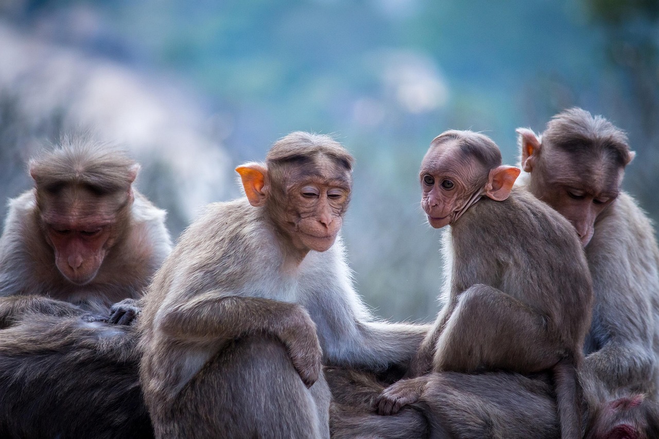 セラミドAP配合の化粧品で表記の見方はどうなっているの？