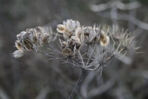 植物性セラミド高含有の選び方とは？