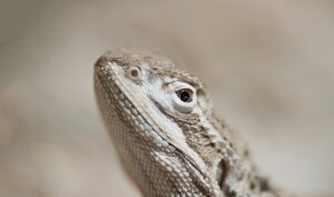 髭剃り後のヒリつきと乾燥の対策にはどんな方法がある？
