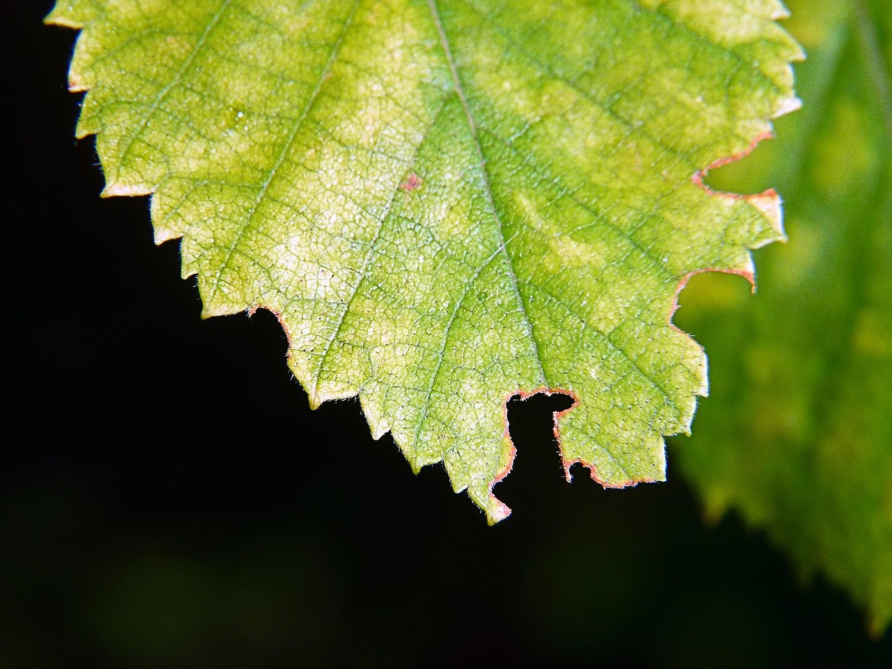 ナッツを食べ過ぎると乾燥肌にどんな影響があるの？