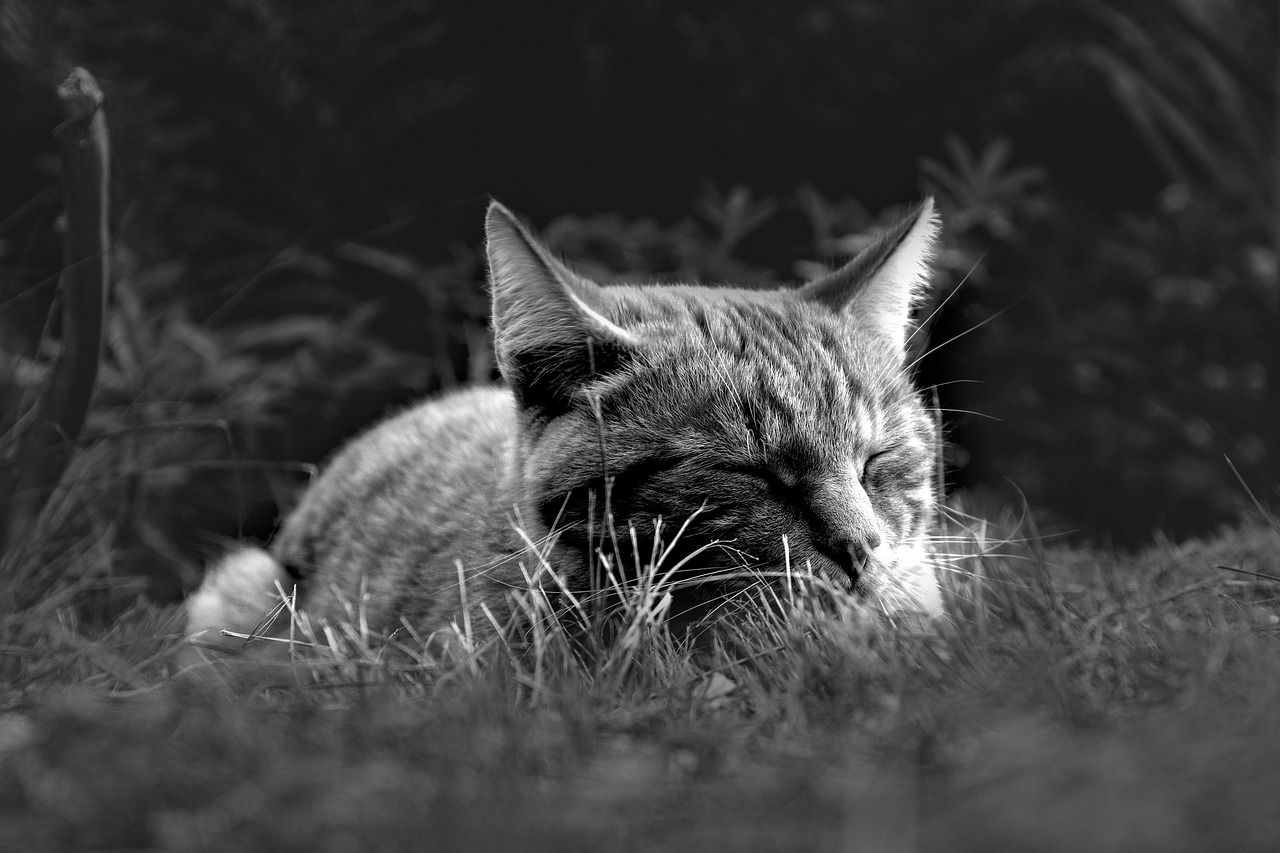 睡眠の質と乾燥肌の関係について知っておくべきことは？