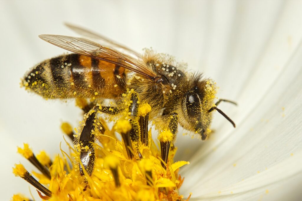 花粉症が乾燥肌を悪化させる理由とは？