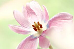 乾燥肌の人の花粉時期におすすめの予防ケアは？