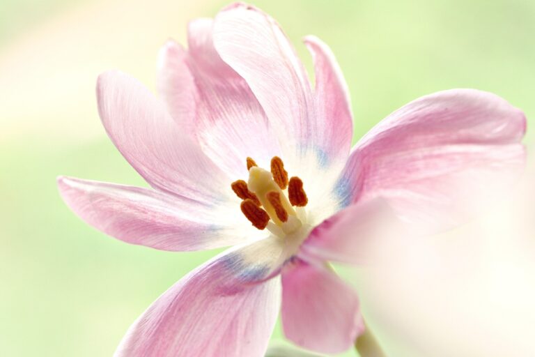 乾燥肌の人の花粉時期におすすめの予防ケアは？